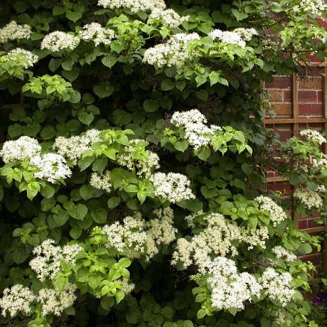 Гортензия черешковая Петиоларис фото Гортензия черешковая Петиоларис 