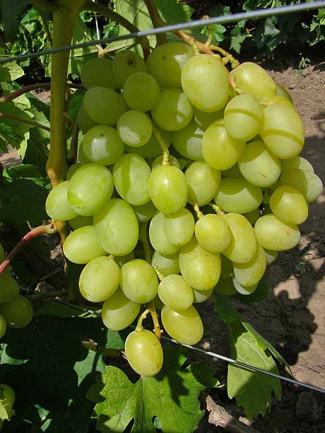 Виноград плодовый Аркадия (Настя) фото Виноград плодовый Аркадия (Настя) 