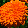 Календула махровая Кэндимен оранж фото 1 