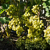 Виноград плодовый Аркадия (Настя) фото 3 