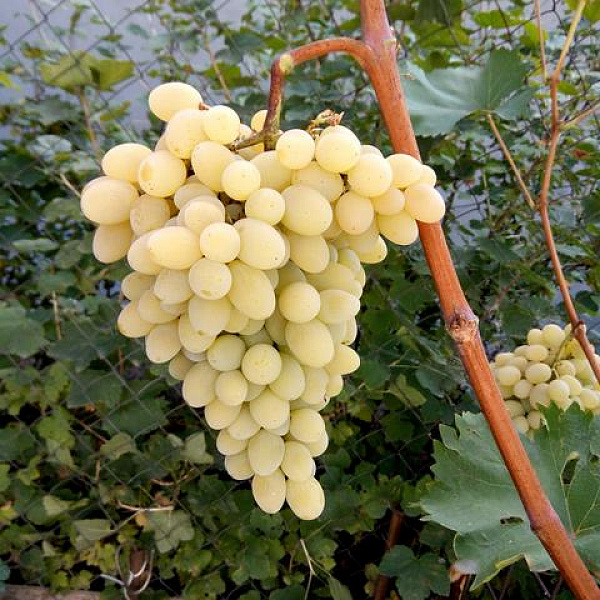 Виноград плодовый Августин фото 4 