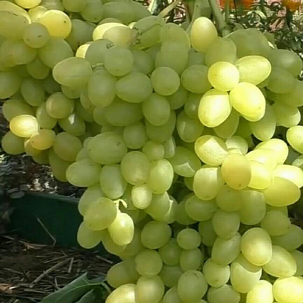 Виноград плодовый Аркадия (Настя) фото 1 