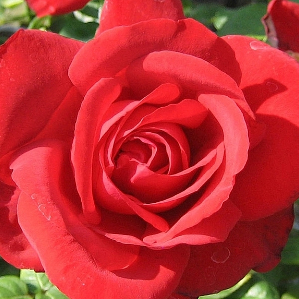 Роза чайно-гибридная Бургунд фото 3 